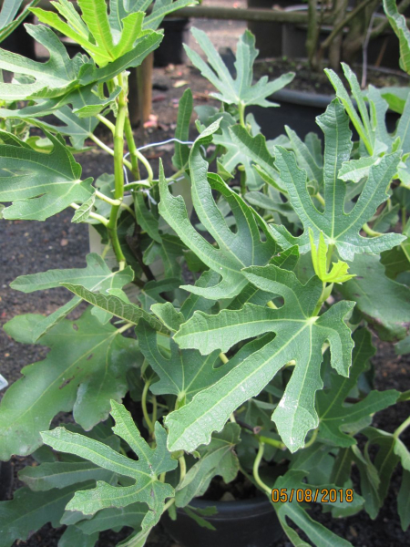 Feige carica Dalmatie